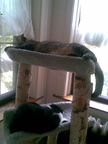 cats 2008-07-12 1e