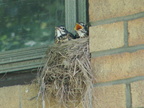 birds 2006-05-29 15e
