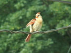 birds 2009-08-11 06e