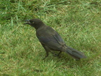 birds 2009-08-17 123e
