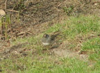 birds 2010-04-12 03e