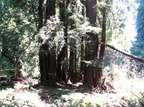 muir woods 2005-08-28 108e