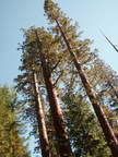 yosemite 2005-08-29 082e
