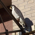 uptown falcons 2004-06-02 31e