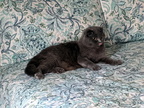 mahmoodah 2020-08-09 5e