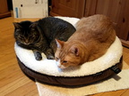 cats 2016-12-04 9e