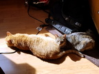 cats 2018-03-18 1e