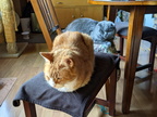 cats 2021-06-10 07e