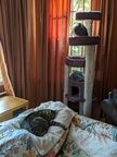 cats 2021-10-08 2e